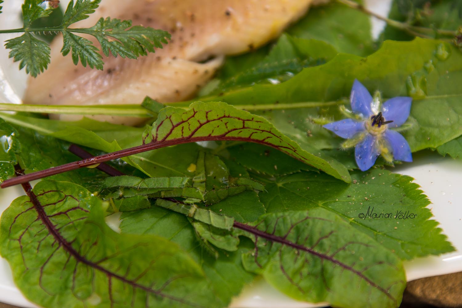 Borretschblüten und Blutampfer bringen Farbe in den WIldkräutersalat